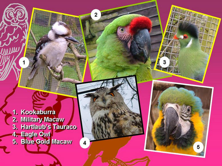 Photographs of some birds.
