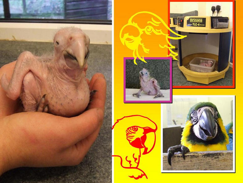 Photographs taken in the Chick Hatchery.