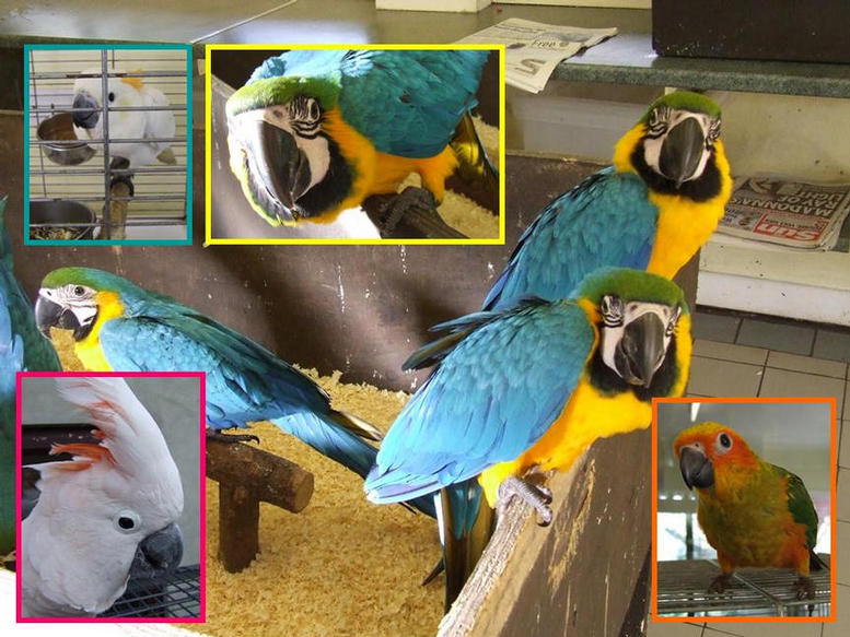 Blue Gold Macaws in the nursery.