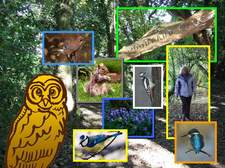 Photographs of some of the wildlife that can be seen on the Woodland Walk.