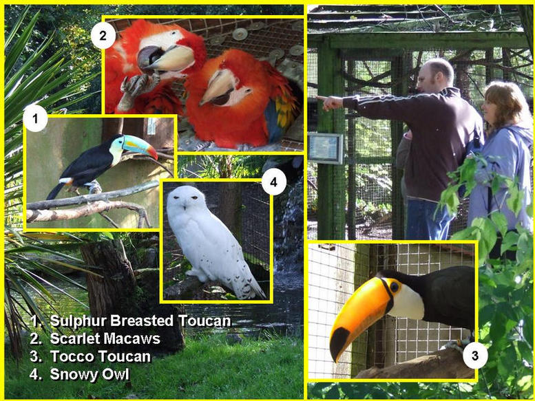 Pictures of birds that can be seen.