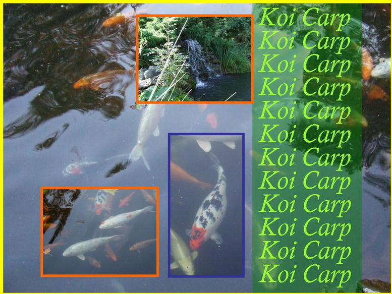 Photograph of the Koi Pond showing some of the fish.