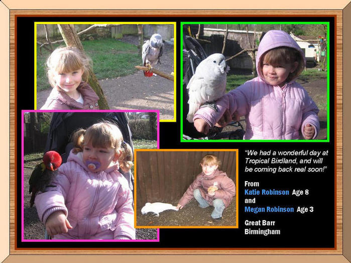 Young children making friends with parrots.