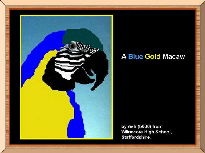 Painting of Blue Gold Macaw.
