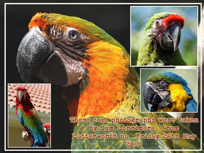 Photo Montage