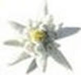 Edelweiss flower