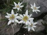 an Edelweiss bunch