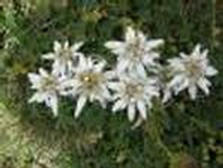 Edelweiss