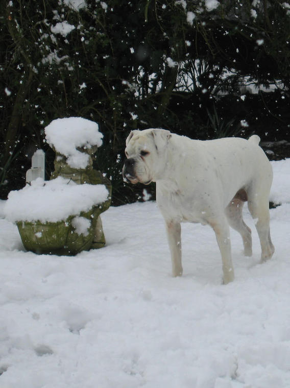 Daisy in the snow