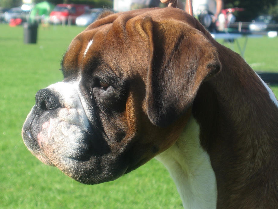 Giles head shot at Carlow Show