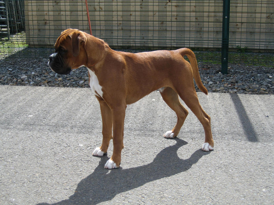 Jeeves 5mnths