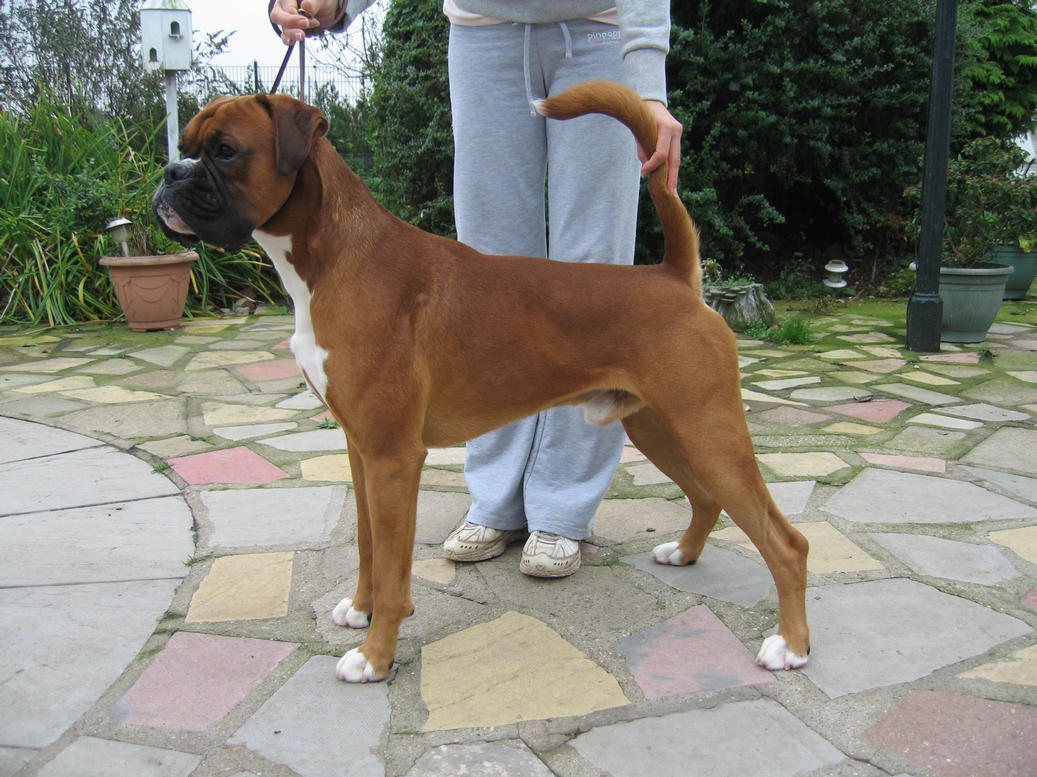 Jeeves body photo.