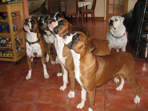 Daisy waiting for her toast with her friends