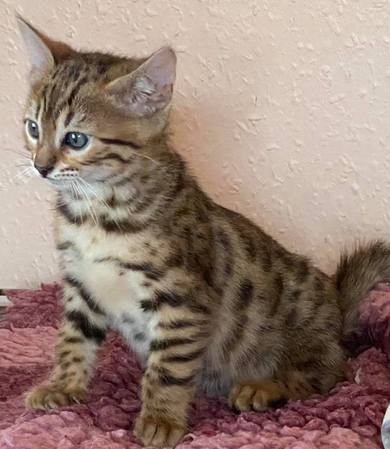 Bengal store cross kittens