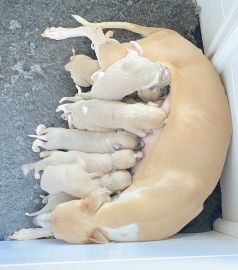Whippet Puppies bred by Plushcourt   
