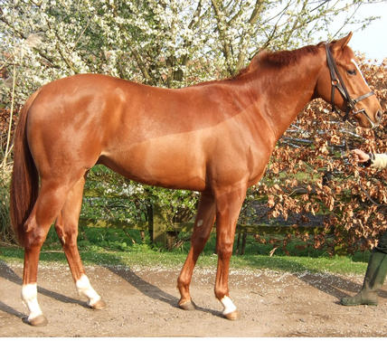 2010 Haafhd Gelding