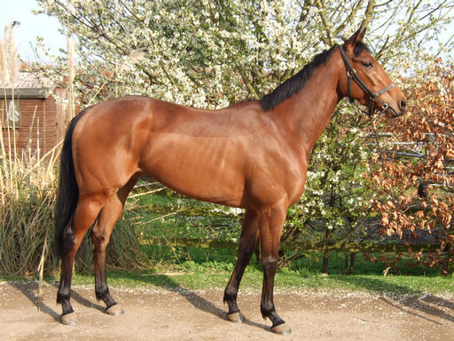 Racehorse For Sale - Love Island