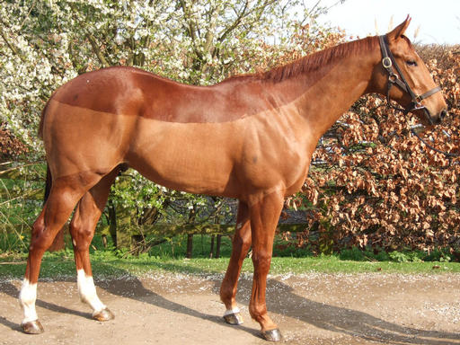 2010 Piccolo colt