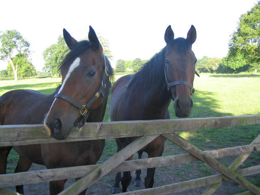Horses at the gate