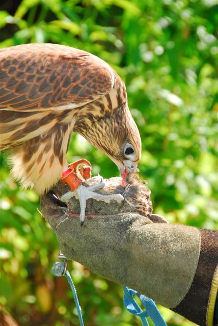 Saker falcon