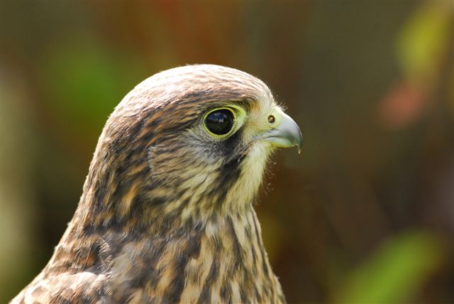 imature female kestrel