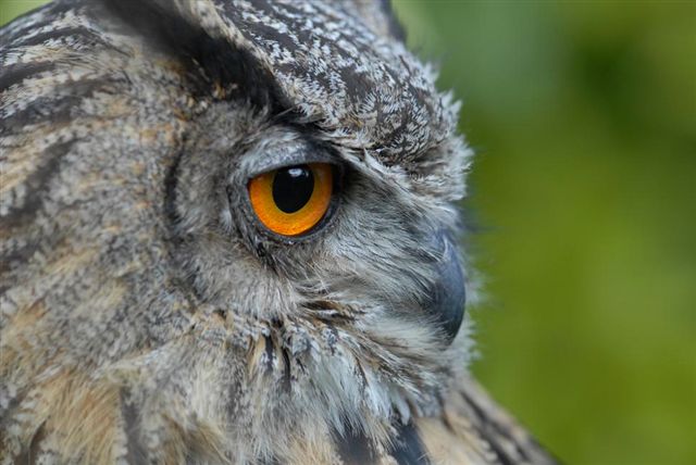 uhu    . grand duc