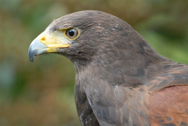 jemima adult female harris's