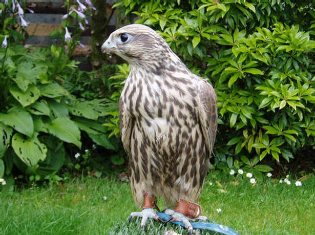 Cairnie imature male saker
