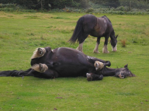 a good roll does satisfy