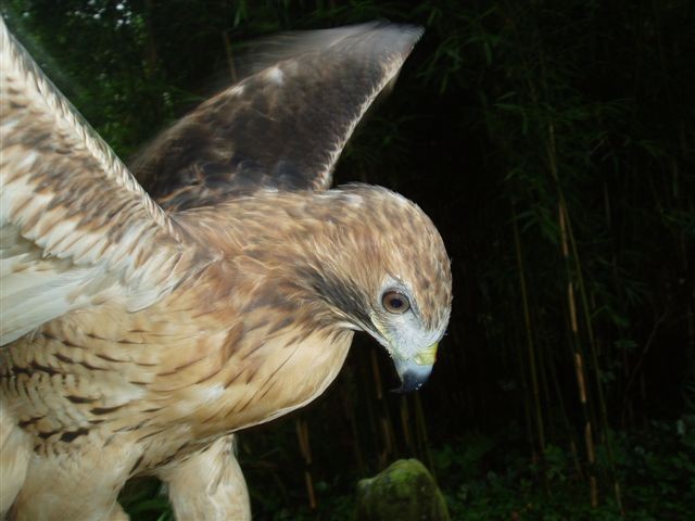 rotschwanzbussard.buse a queue rousse