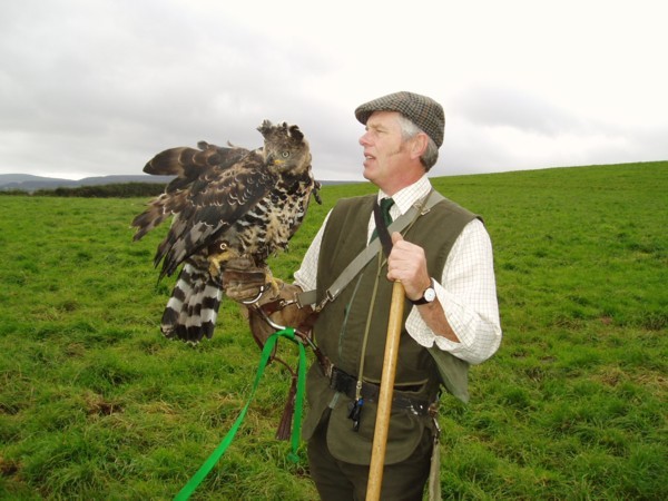 African Crowned  Eagle