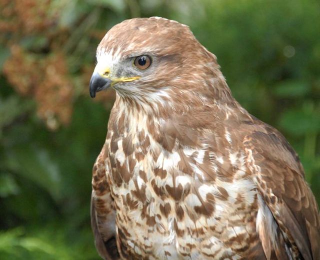Hamish adult common buzzard  .mause bussard. buse variable