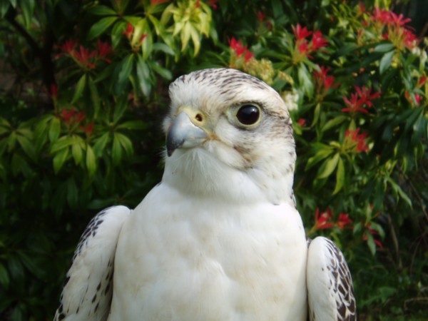 gyr/saker hybrid