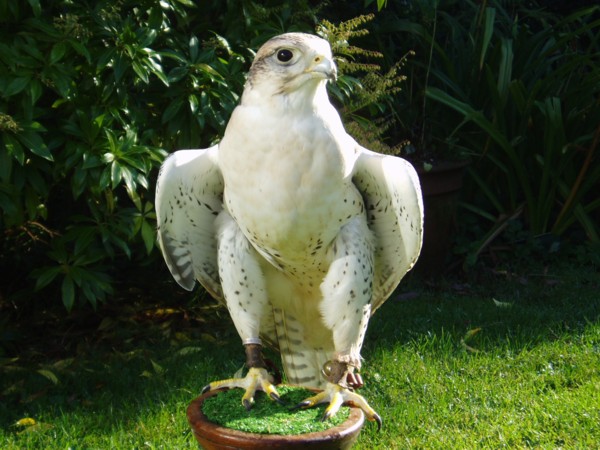 breac  gyr/saker hybrid