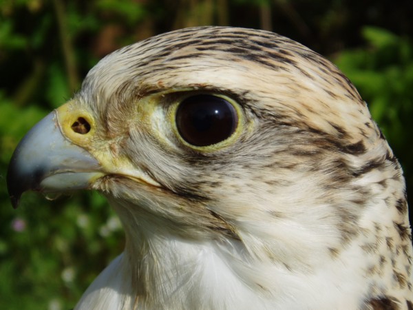 gyr/saker hybrid