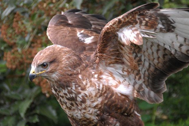 Hamish adult common buzzard