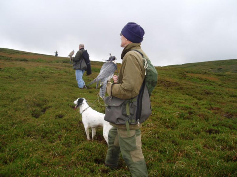grouse hawking on arran