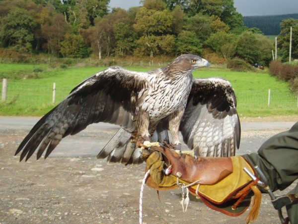 male bonellis eagle