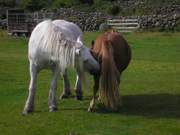 Mutual grooming
