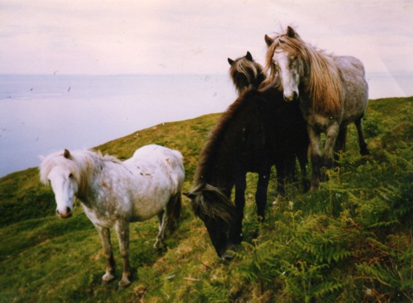 Eriskay Pony's on Holy Isle