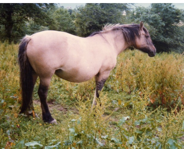Yellow Dun Highland Mare