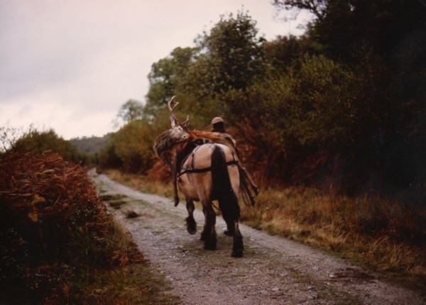 Deer Pony at the stags