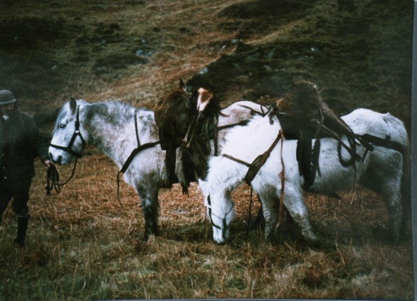 Deer Pony's at the hinds