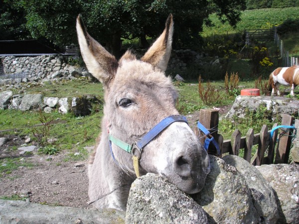 Seumas the Sannox Donkey