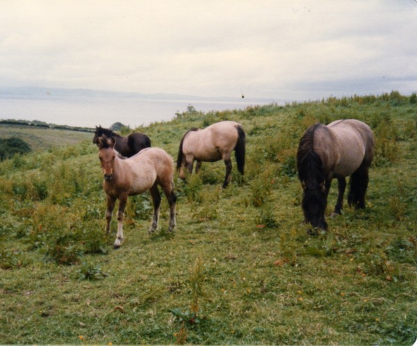 three Highland mares one filly foal