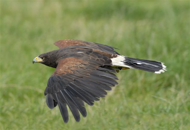 jemima gliding