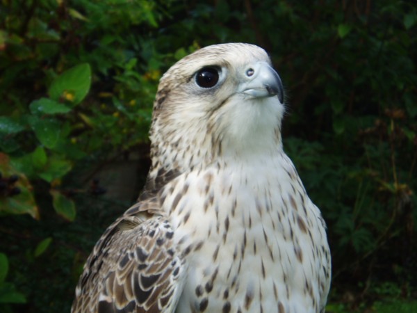 Gyr x pere /saker