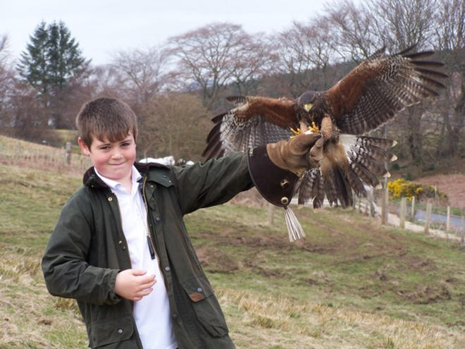 imature male harris's hawk.wusten bussard. buse de harris