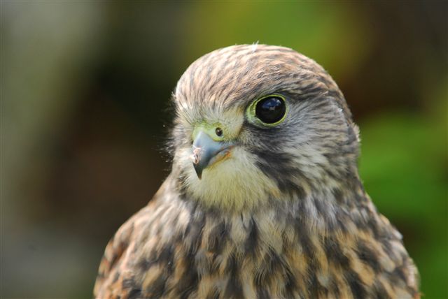 imature kestrel