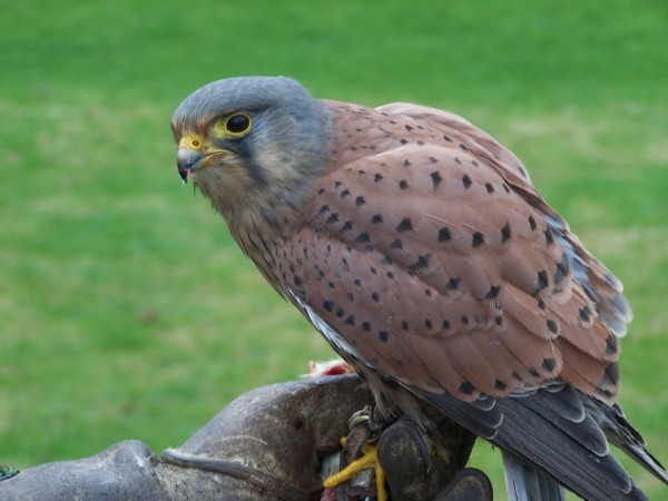 adult male kestrel